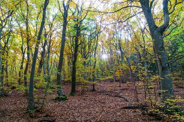 Sous bois en automne