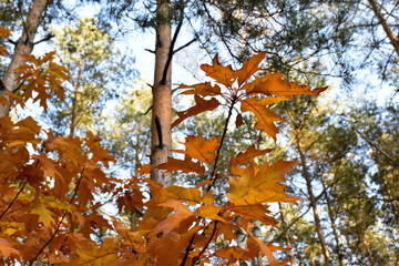 Kolorowe, jesienne liście na  tle lasu i nieba. © Krzysztof Głowacki