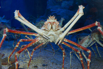 タカアシガニ