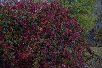 maiden grape Bush in autumn