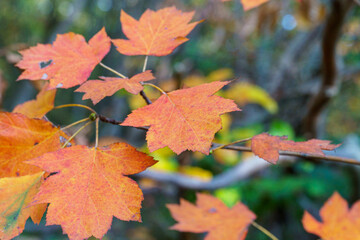 Feuille d'automne