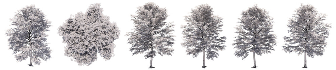 Set or collection of drawings of Maple trees isolated on white background . Concept or conceptual 3d illustration for nature, ecology and conservation, strength and endurance, force and life