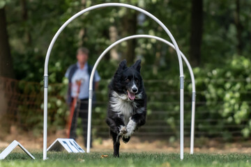 Hund im Hoopers Parcour