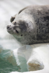 ワモンアザラシ © Paylessimages