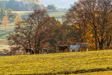 Kühe auf einem Feld vor Niedercrinitz