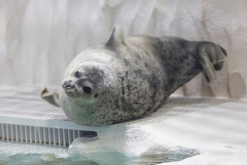 ワモンアザラシ © Paylessimages