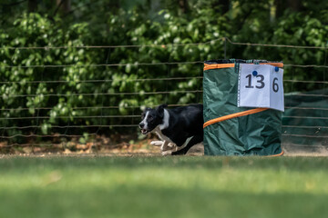 Hund im Hoopers Parcour