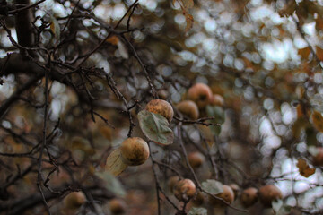 Apple tree full of ripe autumn apples