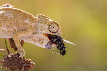 A veiled chameleon is walking on a tree branch.