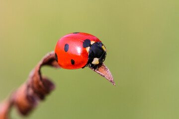 Ladybug on grass macro close up