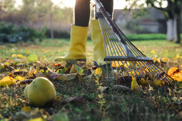 Gardener woman in yellow rubber boots raking up dry autumn leaves in garden. Autumnal work in...