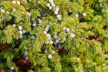 Juniper Berries Growing Near Snaring River