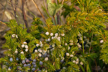 Juniper Berries Growing Near Snaring River