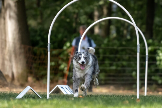 Hund im Hoopers Parcour