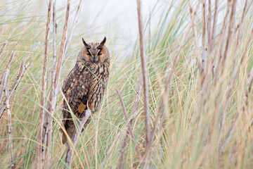 A long-eared owl (Asio otus) perched and resting in the daytime in the dunes.