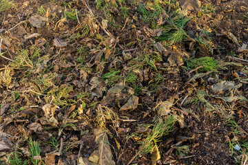 Naklejka na ściany i meble Compost pile with brown leaves and green juniper needles