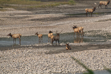 Elk Rut in Jasper