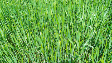 Wheat field. Agricultural fields sown with cereals. Ears of rye and oats in the field