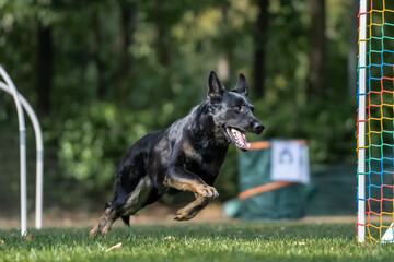 Hund im Hoopers Parcour