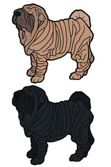 Vector illustration. Hand drawing art. Shar Pei dog. Cartoon character. Realistic design.