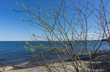 Young leaves on trees in spring. The sandy shore of the sea. Pine forest on the seashore. Waves on the Baltic Sea.