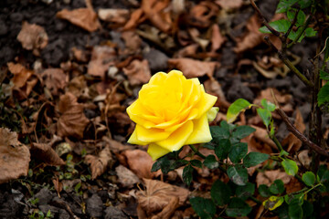 Beautiful yellow rose in the autumn garden. Yellow Rose Blooming against fall leaves on the background