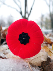 Le coquelicot, symbole du Jour du Souvenir