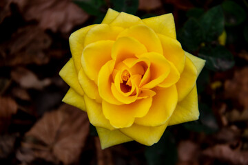 Beautiful yellow rose in the autumn garden. Yellow Rose Blooming against fall leaves on the background
