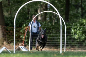 Obraz na płótnie Canvas Hund im Hoopers Parcour