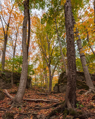 Ancient Forest in Full Fall Glory