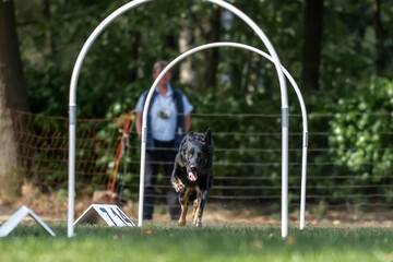 Hund im Hoopers Parcour