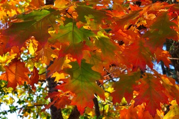 Multicolored Leaf Scene 