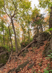 Ancient Forest in Full Fall Glory