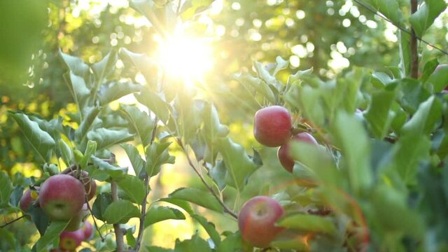 Rays of sunlight shining through an apple tree in an orchard