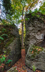 Ancient Forest in Full Fall Glory