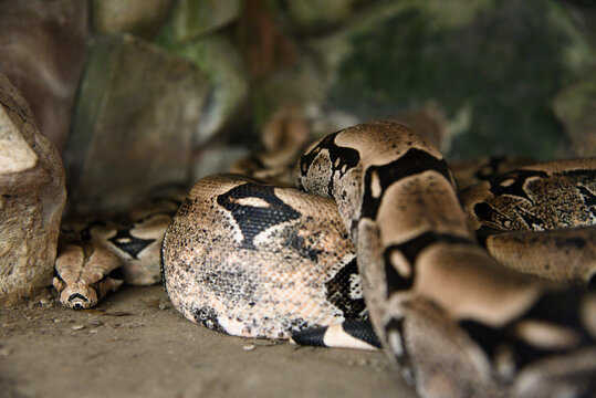 Boa 