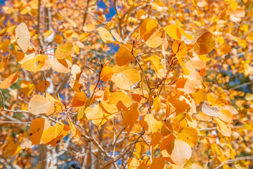 A bright orange and yellow Aspen Tree Fall Foliage High Key Color Background with blue contrast points
