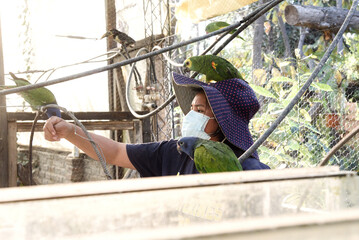 Pericos del ecosistema Boliviano 