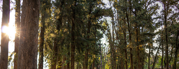 Fototapeta premium Algunos àrboles con algo de sol