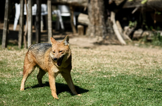 Zorro andino