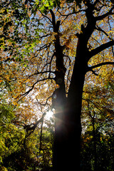 Autumn colourful tree