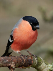 Eurasian bullfinch (Pyrrhula pyrrhula)