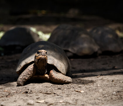 Tortugas terrestres del ecosistema Boliviano