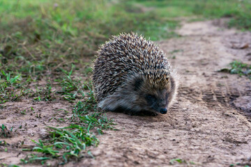 Wild hedgehog in its natural habitat. Scientific name: Erinaceus Europaeus