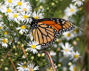 monarch butterfly on a flower