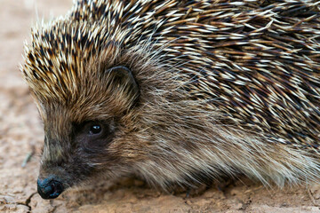 Portrait of a wild hedgehog in its natural environment. Scientific name: Erinaceus Europaeus