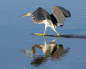 tri-colored heron fishing