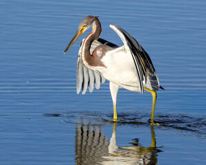 tri-colored heron fishing