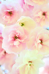 Fototapeta na wymiar 八重桜