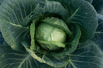 head of cabbage